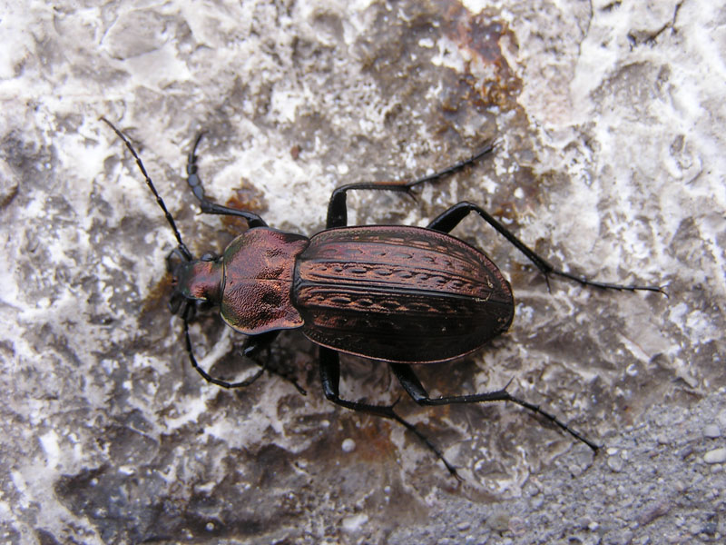 Coleotteri della zona di Feltre (BL) da determinare